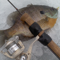 Premium Fish house Bluegill